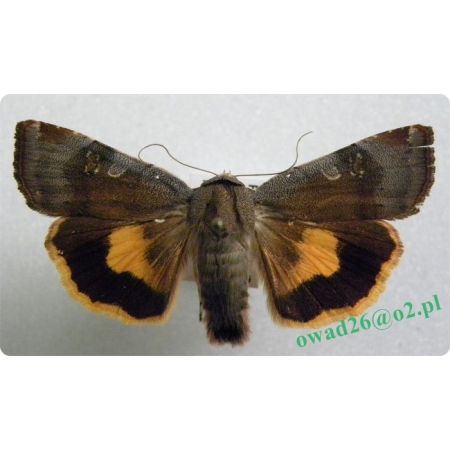 Noctua janthe (Borkhausen, 1792) Rolnica wąskopaska
